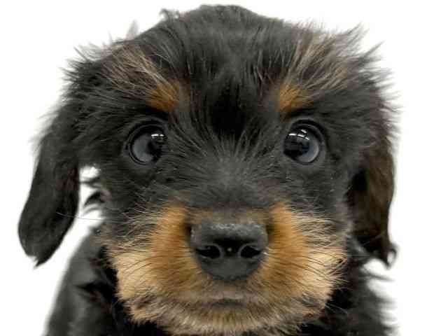 大阪府のハーフ犬・ミックス犬 (ひごペットフレンドリーイオンタウン茨木太田店/2025年11月8日生まれ/男の子/スチールブルータン)の子犬の1枚目の画像