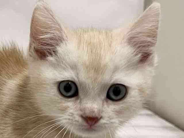 和歌山県のアメリカンショートヘアー (ひごペットフレンドリーパームシティ和歌山店/2025年11月10日生まれ/男の子/カメオタビー)の子猫の1枚目の画像