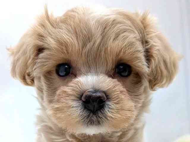 広島県のマルプー(マルチーズ×プードル) (ひごペットフレンドリーゆめタウン廿日市店/2025年11月8日生まれ/女の子/アプリコット)の子犬の1枚目の画像