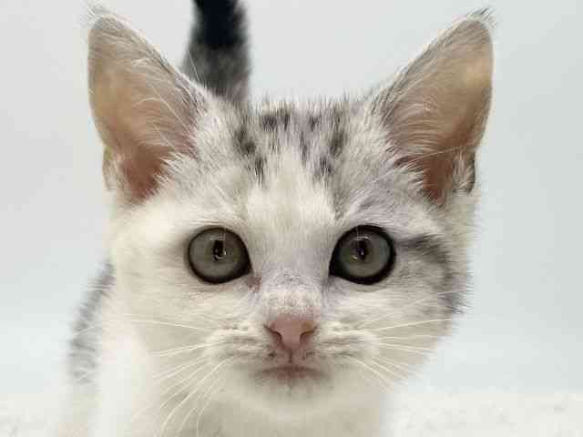 島根県のキンカロー (ひごペットフレンドリーイオンモール出雲店/2025年11月8日生まれ/女の子/シルバーパッチドタビーホワイト)の子猫の1枚目の画像