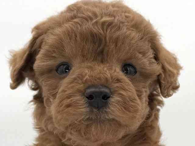 大阪府のトイプードル(トイ) (ひごペットフレンドリーイオンそよら海老江店/2025年11月8日生まれ/男の子/レッド)の子犬の1枚目の画像