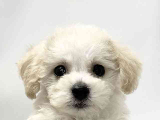 愛媛県のビションプー(ビションフリーゼ×プードル) (ひごペットフレンドリーイオンモール今治新都市店/2025年11月8日生まれ/男の子/クリーム)の子犬の1枚目の画像