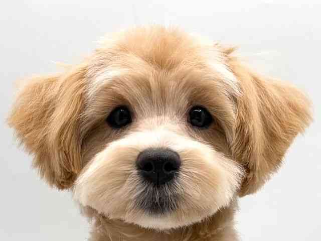 奈良県のマルプー(マルチーズ×プードル) (ひごペットフレンドリー田原本店/2025年11月10日生まれ/女の子/クリーム)の子犬の1枚目の画像