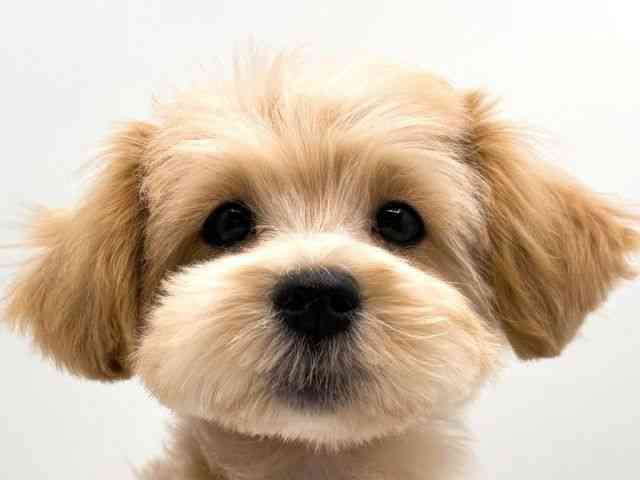 奈良県のマルプー(マルチーズ×プードル) (ひごペットフレンドリー田原本店/2025年11月10日生まれ/女の子/クリーム)の子犬の1枚目の画像