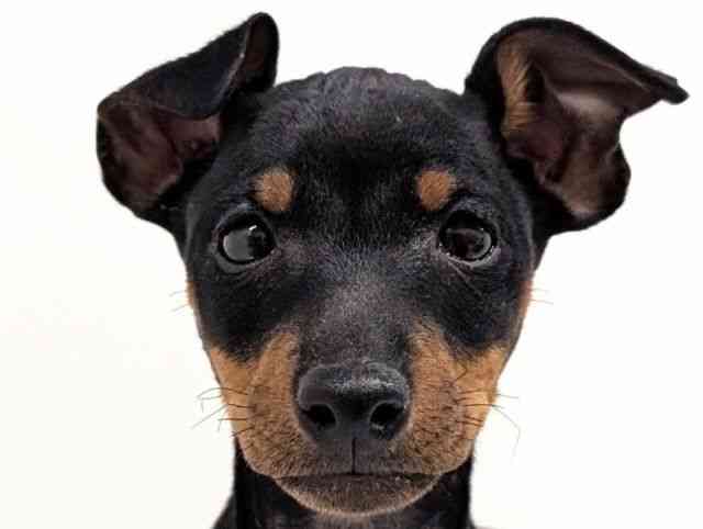 福岡県のトイマンチェスターテリア (ひごペットフレンドリーリバーウォーク北九州店/2025年11月6日生まれ/男の子/ブラックタン)の子犬の1枚目の画像