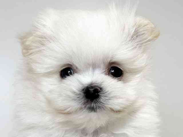 兵庫県のポメマル/マルポメ(ポメラニアン×マルチーズ) (ひごペットフレンドリーイトーヨーカドー明石店/2025年11月9日生まれ/男の子/クリーム)の子犬の1枚目の画像