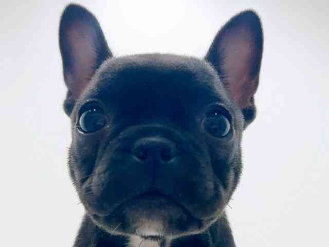 広島県のフレンチブルドッグ (ひごペットフレンドリーフジグラン神辺店/2025年11月8日生まれ/女の子/ブリンドル)の子犬