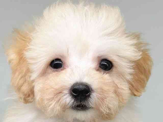 大阪府のハーフ犬・ミックス犬 (ひごペットフレンドリー瓜破店/2025年11月9日生まれ/女の子/クリーム)の子犬