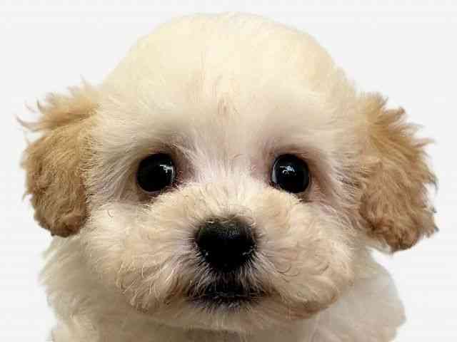 愛媛県のハーフ犬・ミックス犬 (ひごペットフレンドリーエミフルMASAKI店/2025年11月9日生まれ/男の子/クリーム)の子犬の1枚目の画像