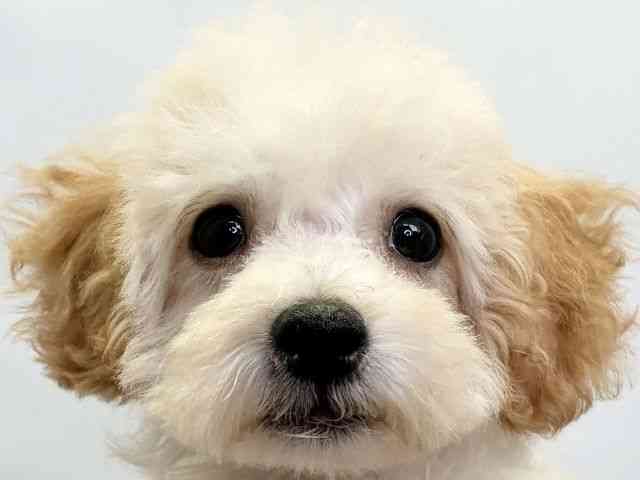 愛媛県のハーフ犬・ミックス犬 (ひごペットフレンドリーエミフルMASAKI店/2025年11月9日生まれ/男の子/クリーム)の子犬の1枚目の画像