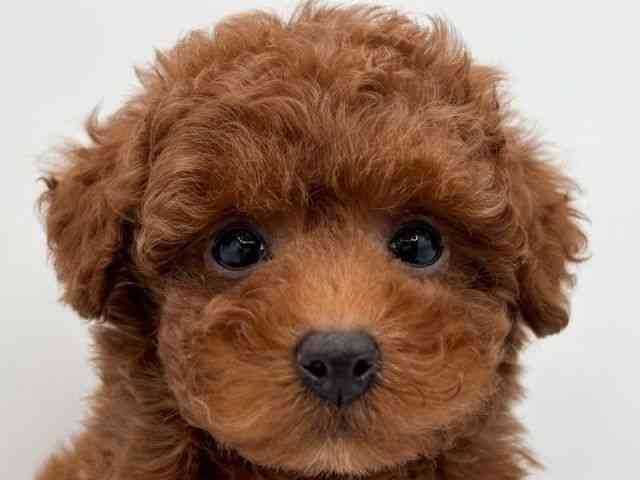 島根県のトイプードル(トイ) (ひごペットフレンドリーイオン松江ショッピングセンター店/2025年11月8日生まれ/男の子/レッド)の子犬の1枚目の画像