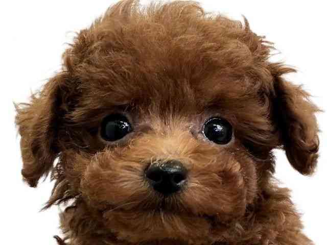 愛媛県のトイプードル(トイ) (ひごペットフレンドリーエミフルMASAKI店/2025年11月5日生まれ/男の子/レッド)の子犬の1枚目の画像