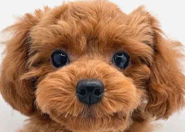 島根県のトイプードル(トイ) (ひごペットフレンドリーイオン松江ショッピングセンター店/2025年11月10日生まれ/女の子/オレンジフォーン)の子犬の1枚目の画像