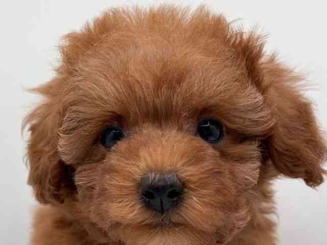 島根県のトイプードル(トイ) (ひごペットフレンドリーイオン松江ショッピングセンター店/2025年11月10日生まれ/女の子/オレンジフォーン)の子犬の1枚目の画像