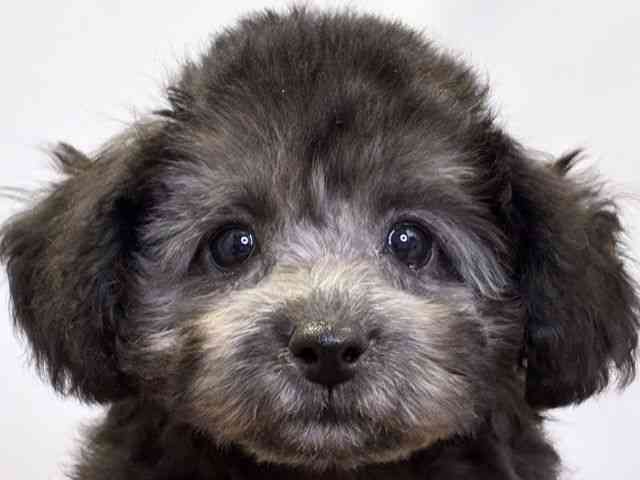 愛媛県のトイプードル(トイ) (ひごペットフレンドリーエミフルMASAKI店/2025年11月10日生まれ/女の子/グレー)の子犬の1枚目の画像