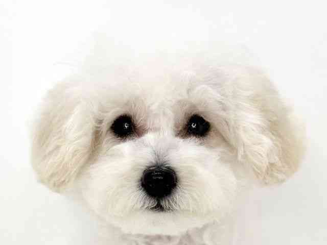 大阪府のトイプードル(トイ) (ひごペットフレンドリーいこらもーる泉佐野店/2025年11月9日生まれ/女の子/ペールフォーン)の子犬の1枚目の画像