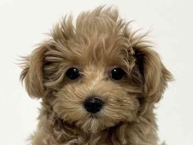 愛知県のマルプー(マルチーズ×プードル) (ひごペットフレンドリーイトーヨーカドー知多店/2025年11月10日生まれ/女の子/クリーム)の子犬の1枚目の画像