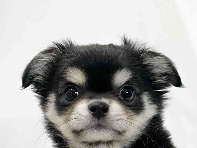 愛媛県のチワワ(ロング) (ひごペットフレンドリーイオンモール今治新都市店/2025年11月9日生まれ/男の子/ブラックタン)の子犬の1枚目の画像