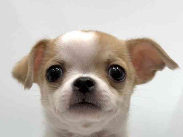 愛知県のチワワ(スムース) (ひごペットフレンドリーヴィアモール アピタ江南西店/2025年11月9日生まれ/男の子/パーティーカラー)の子犬