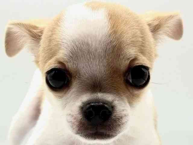 愛知県のチワワ(スムース) (ひごペットフレンドリーヴィアモール アピタ江南西店/2025年11月9日生まれ/男の子/パーティーカラー)の子犬の1枚目の画像