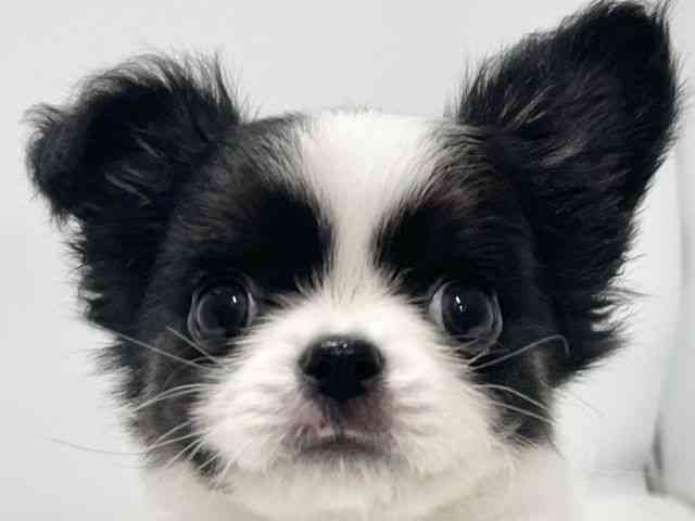 高知県のチワワ(ロング) (ひごペットフレンドリーイオンモール高知店/2025年11月10日生まれ/女の子/ブラックホワイト)の子犬