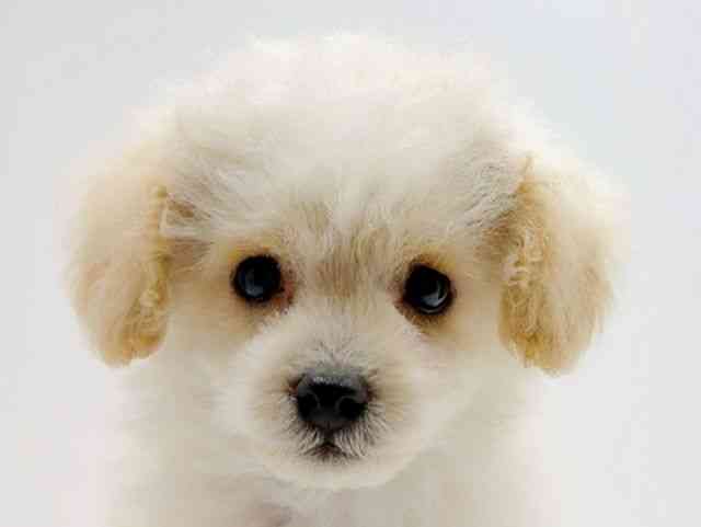 広島県のトイプードル(トイ) (ひごペットフレンドリーフジグラン神辺店/2025年11月9日生まれ/男の子/ホワイト)の子犬