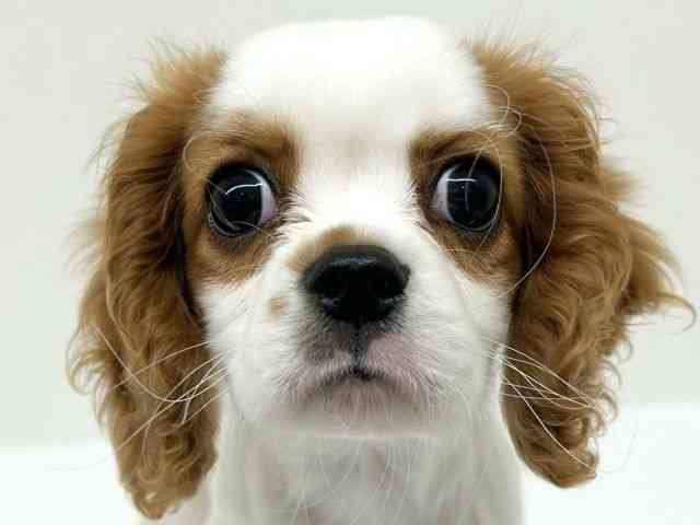 兵庫県のキャバリアキングチャールズスパニエル (ひごペットフレンドリーブルメールHAT神戸店/2025年11月9日生まれ/男の子/ブレンハイム)の子犬の1枚目の画像