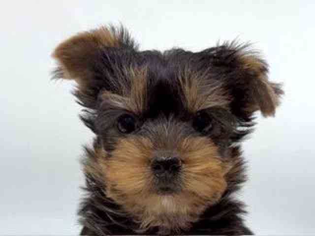 愛知県のヨークシャーテリア (ひごペットフレンドリーヴィアモール アピタ江南西店/2025年11月9日生まれ/女の子/スチールブルータン)の子犬の1枚目の画像