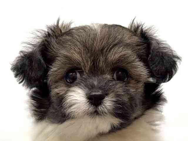 愛知県のハーフ犬・ミックス犬 (ひごペットフレンドリーヴィアモール アピタ江南西店/2025年11月9日生まれ/女の子/ブラックホワイト)の子犬