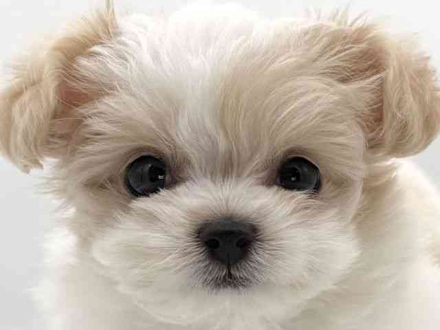 大阪府のハーフ犬・ミックス犬 (ひごペットフレンドリーイオンそよら海老江店/2025年11月9日生まれ/女の子/ホワイトクリーム)の子犬