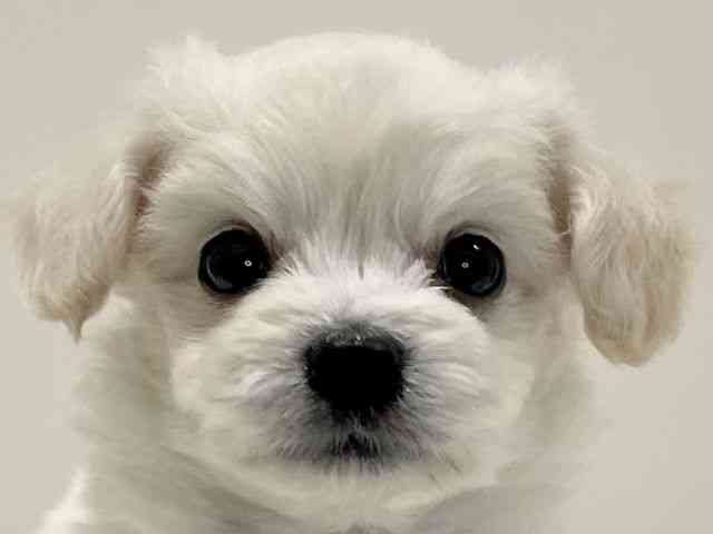 兵庫県のハーフ犬・ミックス犬 (ひごペットフレンドリーイトーヨーカドー明石店/2025年11月10日生まれ/女の子/ホワイトクリーム)の子犬の1枚目の画像