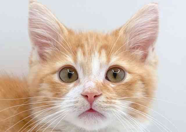 島根県のミヌエット (ひごペットフレンドリーイオン松江ショッピングセンター店/2025年11月10日生まれ/男の子/レッドタビーホワイト)の子猫の1枚目の画像