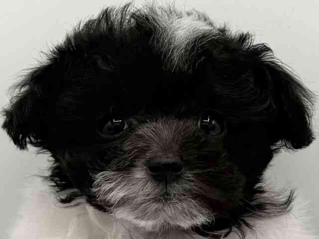 大阪府のトイプードル(トイ) (ひごペットフレンドリーららぽーとEXPOCITY店/2025年11月8日生まれ/女の子/ブラックホワイト)の子犬の1枚目の画像