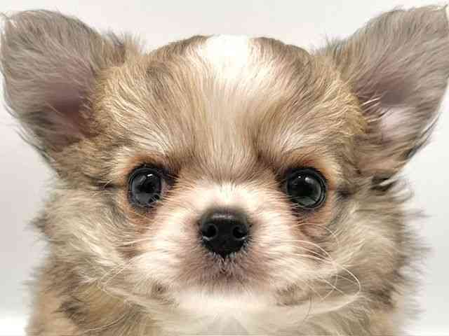 大阪府のチワワ(ロング) (ひごペットフレンドリーイオンタウン豊中庄内店/2025年11月4日生まれ/男の子/フォーンホワイト)の子犬の1枚目の画像