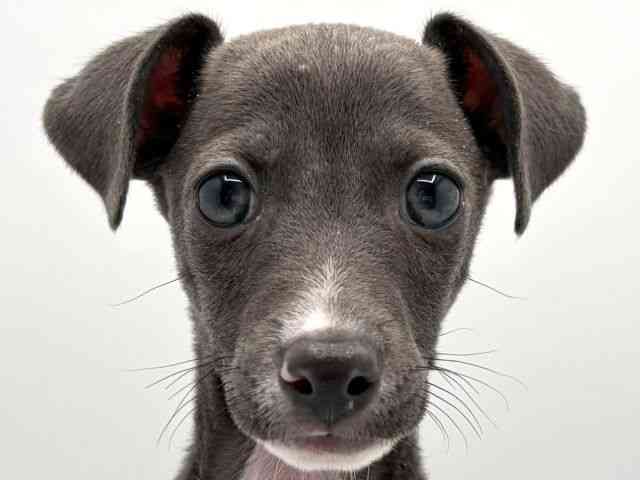 奈良県のイタリアングレーハウンド (ひごペットフレンドリー田原本店/2025年11月8日生まれ/男の子/ブルーホワイト)の子犬の1枚目の画像