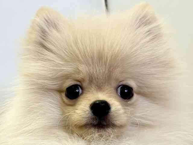 愛媛県のポメラニアン (ひごペットフレンドリーエミフルMASAKI店/2025年11月10日生まれ/男の子/クリーム)の子犬の1枚目の画像