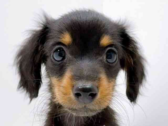 広島県のカニンヘンダックスフンド(ロング) (ひごペットフレンドリーフジグラン神辺店/2025年11月11日生まれ/男の子/ブラックタン)の子犬の1枚目の画像