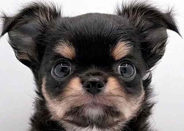 島根県のチワワ(ロング) (ひごペットフレンドリーイオン松江ショッピングセンター店/2025年11月8日生まれ/男の子/ブラックタンホワイト)の子犬の1枚目の画像