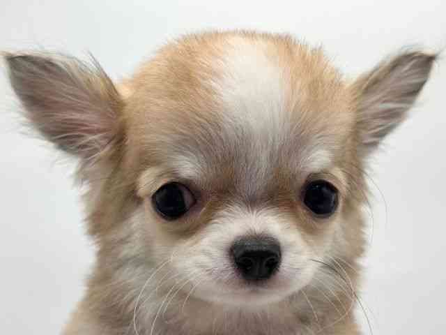 香川県のチワワ(ロング) (ひごペットフレンドリーゆめタウン高松店/2025年11月11日生まれ/男の子/フォーンホワイト)の子犬の1枚目の画像