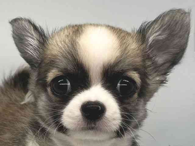 徳島県のチワワ(ロング) (ひごペットフレンドリーゆめタウン徳島店/2025年11月11日生まれ/男の子/フォーンホワイト)の子犬の1枚目の画像