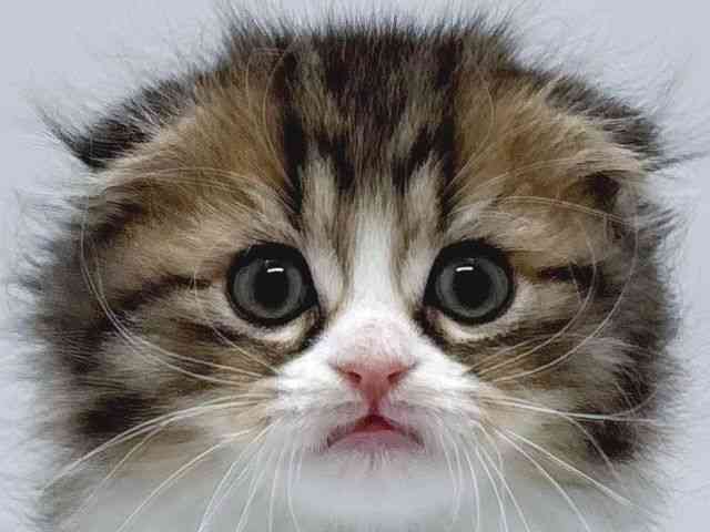 京都府のスコティッシュフォールド (ひごペットフレンドリー京都店/2025年11月11日生まれ/男の子/ブラウンタビーホワイト)の子猫の1枚目の画像