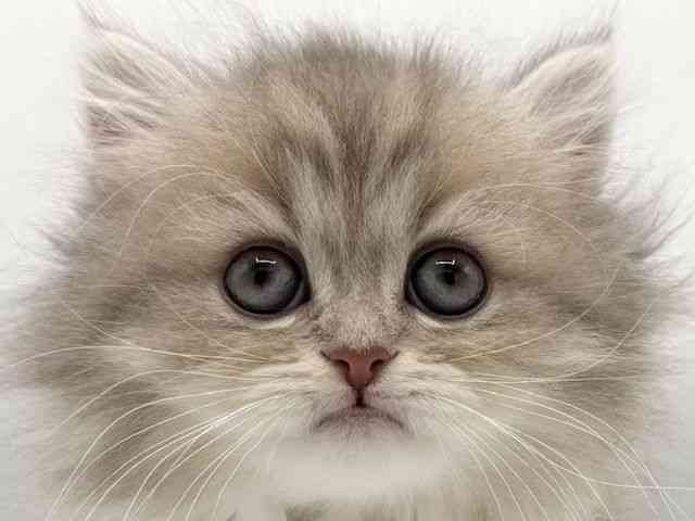 大阪府のペルシャ (ひごペットフレンドリーららぽーとEXPOCITY店/2025年11月7日生まれ/女の子/ブルーチンチラゴールデン)の子猫の1枚目の画像