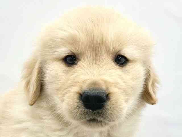 大阪府のハーフ犬・ミックス犬 (ひごペットフレンドリーイトーヨーカドー津久野店/2025年11月10日生まれ/男の子/ゴールド)の子犬の1枚目の画像