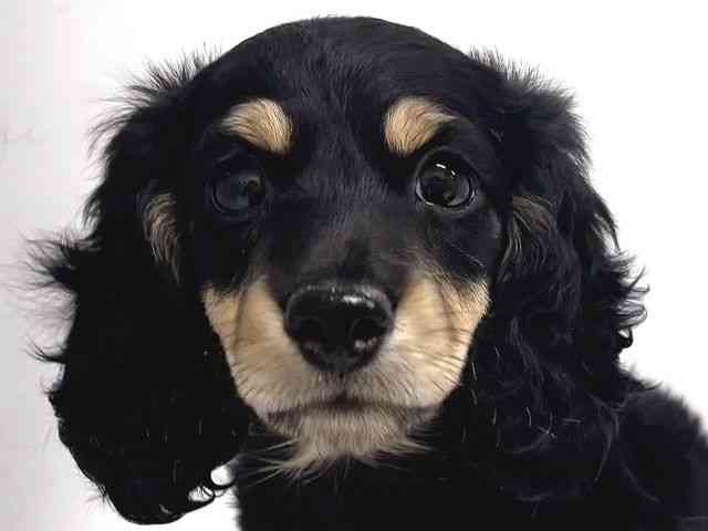 奈良県のカニンヘンダックスフンド(ロング) (ひごペットフレンドリー奈良パワーシティ店/2025年11月10日生まれ/男の子/ブラックタン)の子犬