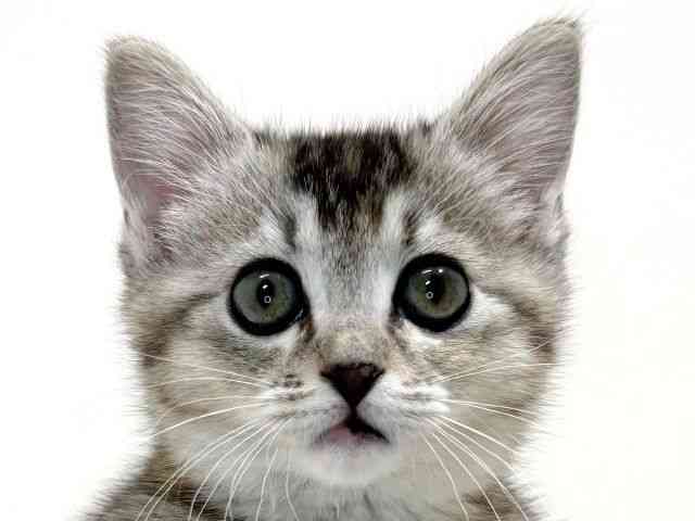 兵庫県のミヌエット (ひごペットフレンドリーイトーヨーカドー明石店/2025年11月10日生まれ/女の子/シルバーパッチドティックドタビー＆ホワイト)の子猫