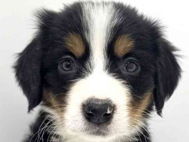 大阪府のバーニーズマウンテンドッグ (ひごペットフレンドリーくずはモール店/2025年11月11日生まれ/女の子/ブラックラストホワイト)の子犬の1枚目の画像