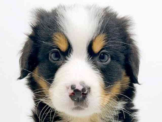 広島県のバーニーズマウンテンドッグ (ひごペットフレンドリーフジグラン神辺店/2025年11月11日生まれ/女の子/ブラックラストホワイト)の子犬の1枚目の画像