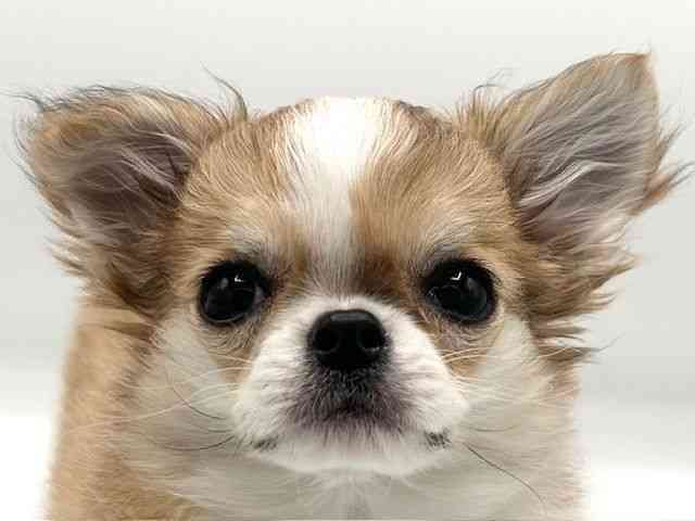 京都府のチワワ(ロング) (ひごペットフレンドリーイオンモール高の原店/2025年11月4日生まれ/女の子/レッドホワイト)の子犬の1枚目の画像