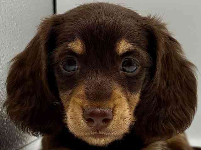 愛知県のミニチュアダックスフンド(ロング) (ひごペットフレンドリープライムツリー赤池店/2025年11月8日生まれ/男の子/チョコレートタン)の子犬