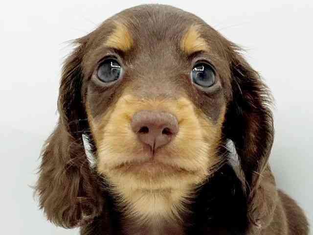 兵庫県のミニチュアダックスフンド(ロング) (ひごペットフレンドリーコロワ甲子園店/2025年11月8日生まれ/男の子/チョコレートタン)の子犬の1枚目の画像